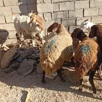 میش افشاری قرمز مایه قرمز