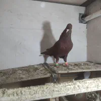 کبوتر فروشی|پرنده|بهبهان, |دیوار