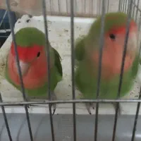 طوطی برزیلی|پرنده|شاهرود, |دیوار