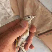 سهره شهرکرد|پرنده|فریدونشهر, |دیوار