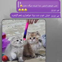 فروشگاه گربه‌ها(پرشین/بریتیش/اسکاتیش)|گربه|تهران, پونک|دیوار