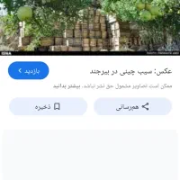 صورت سیب چینی