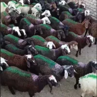 3روزدیگر *تمدید شد*زیرفی بازار/گوسفندخونی زنده بره