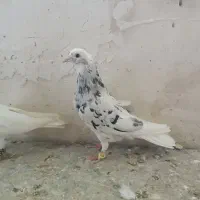 کفترسرور|پرنده|نهاوند, |دیوار