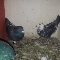 کبوتر آلمانی