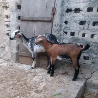 کهره با بچه نر