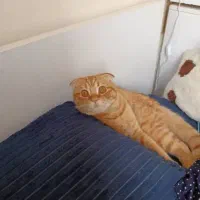 واگذاری گربه|گربه|کرج, ساماندهی|دیوار