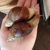 حلزون achatina|خزنده|اصفهان, بهارستان|دیوار