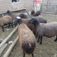 میش آبستن|حیوانات مزرعه|میان جلگه, |دیوار