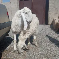 قوچ مری و میش مری