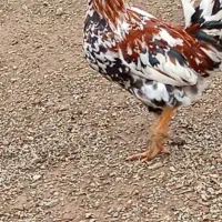 تابلو|تابلو فرش|سنندج, |دیوار