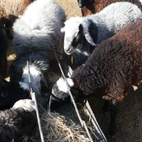 بره|حیوانات مزرعه|خضر آباد, |دیوار