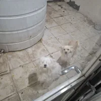 سگ پاکوتاه پامرین نژاد اصیل شناسنامه دار