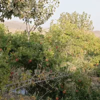 فروش-باغ-درتنگه-قاهان-مزعه-راه-باریک