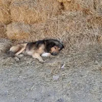 سگ نژاد قدیم