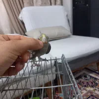 عروس هلندی ۶ماه کاملادستی|پرنده|نسیم‌شهر, |دیوار