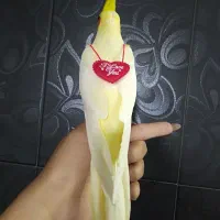 لوتینو عروس دستی