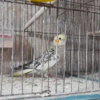 جفت عروس هلندی|پرنده|طاهرگوراب, |دیوار