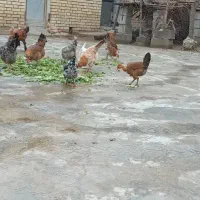 تخم مرغ|حیوانات مزرعه|بهبهان, |دیوار