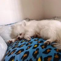 سگم نیست دزدیدنش