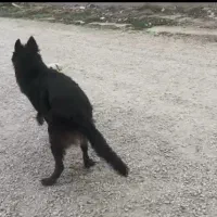 سگ ژرمن|سگ|بندر ترکمن, |دیوار