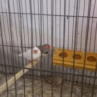 فنج همراه قفس