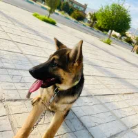 سگ ژرمن|سگ|داراب, |دیوار