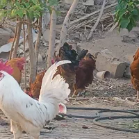خروس|حیوانات مزرعه|نجفآباد, الله اکبر|دیوار