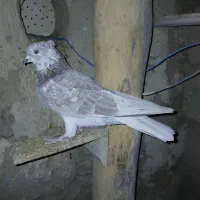 یک کبوتر پرشی