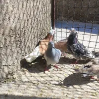 کبوتر کله کنی