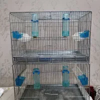 قفس جفت کنی سهره. قناری