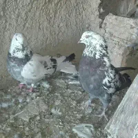 کبوتر اصفهانی