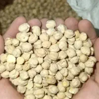 نخود|خوردنی و آشامیدنی|پاپی, |دیوار