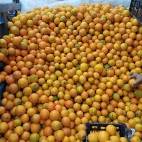 پرتقال تازه چیده شده ۴۵ تومان|خوردنی و آشامیدنی|مشهد, شهرک رازی (شهرک غرب)|دیوار