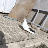 دم سیاه ماده