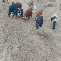 20 عدد بز دامازلخ