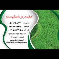 تولید کننده انواع برنج های دم سیاه هاشمی|خوردنی و آشامیدنی|سنگر, |دیوار