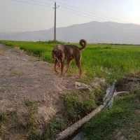 توله پژدر  نر ۱۵ ماهه|سگ|خمین, |دیوار