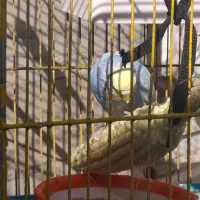 دو جفت مرغ عشق و یک عدد قناری ماده آماده|پرنده|خوی, |دیوار