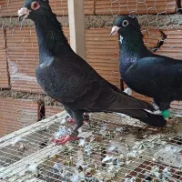 سار هفت رنگ کاکل عراقی