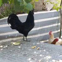 ایام سمانی خروس و مرغ