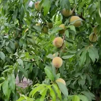 فروش سردرختی باغ هلو پوست نازک