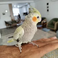 عروس هلندی گلباقالی