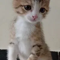 واگذاری گربه های خانگی