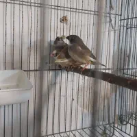 فنچ کینگ با۴جوجه معاوضه با قناری|پرنده|تبریز, |دیوار