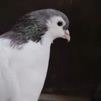 یک کبوتر خال