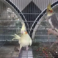 عروس هلندی مولد وسخنگو ومرغ عشق رنگین کمان|پرنده|کهریزک, |دیوار