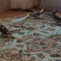 عروس هلندی|پرنده|میاندوآب, |دیوار