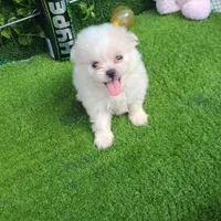 سگ های پامرانین مالتیز|سگ|بوشهر, |دیوار