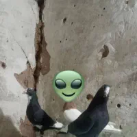 سه تانرپلنگ تبعیدی